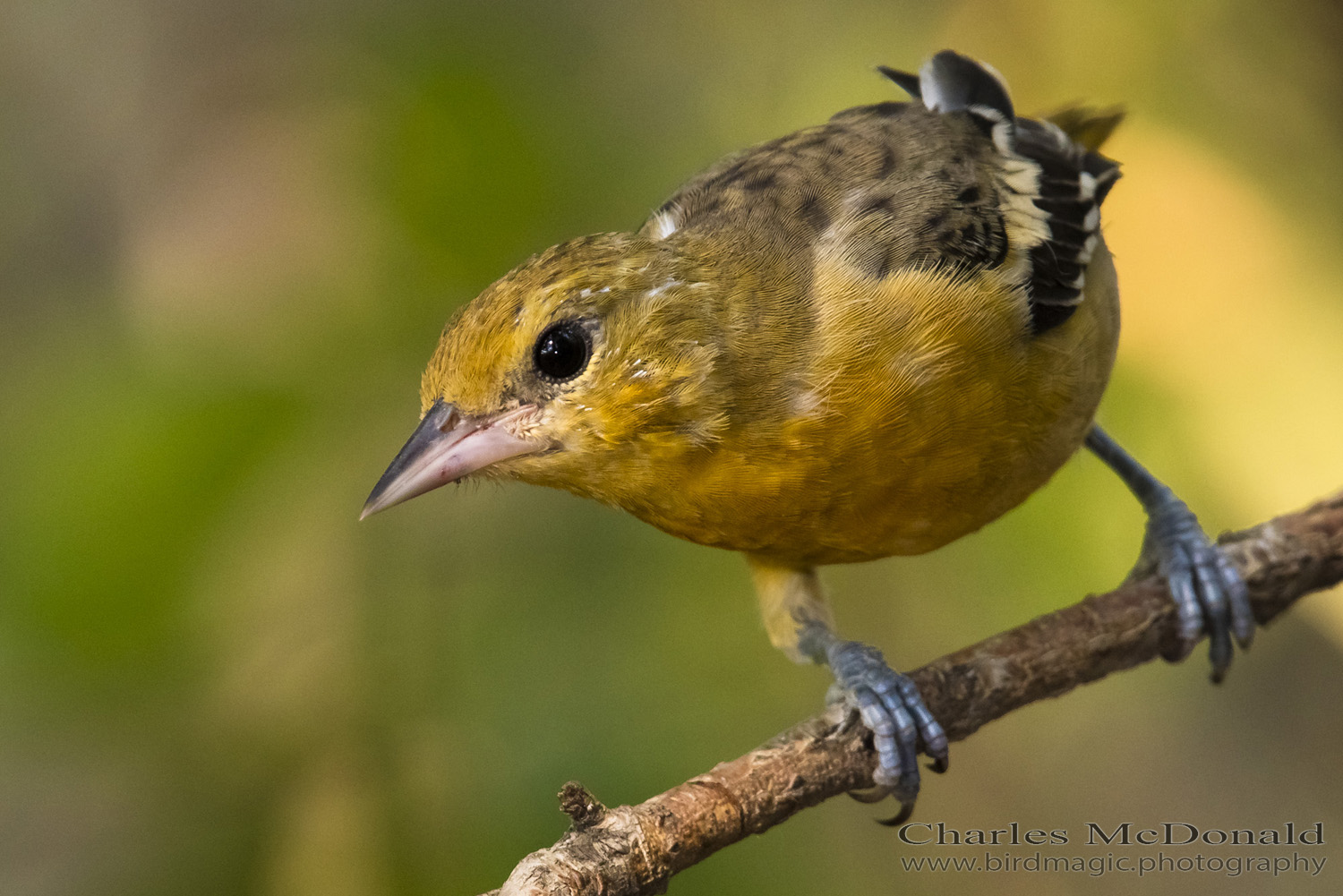 Baltimore Oriole