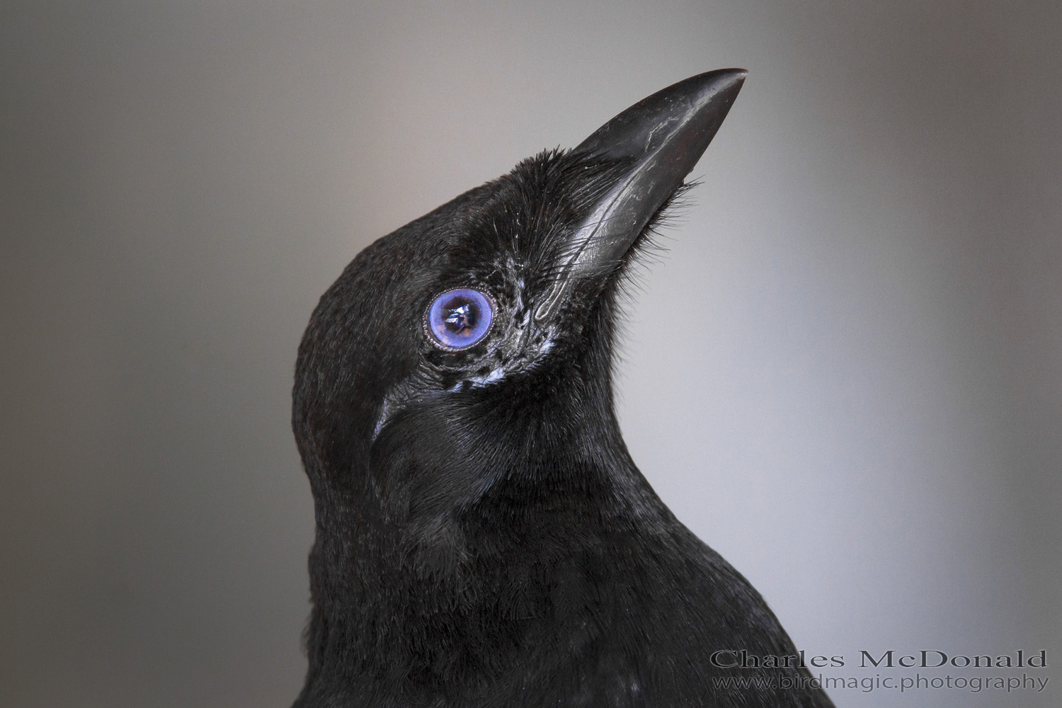 Black-billed Magpie