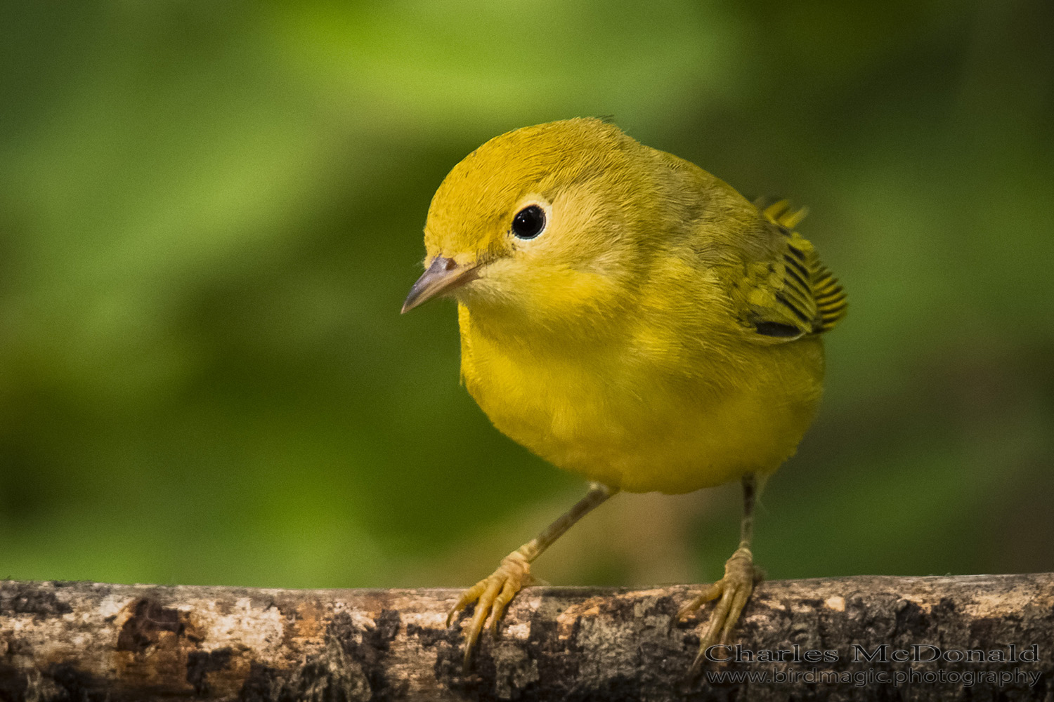 Yellow Warbler