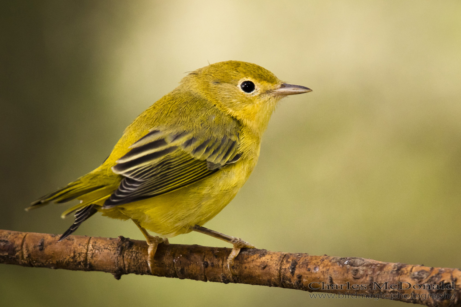 Yellow Warbler