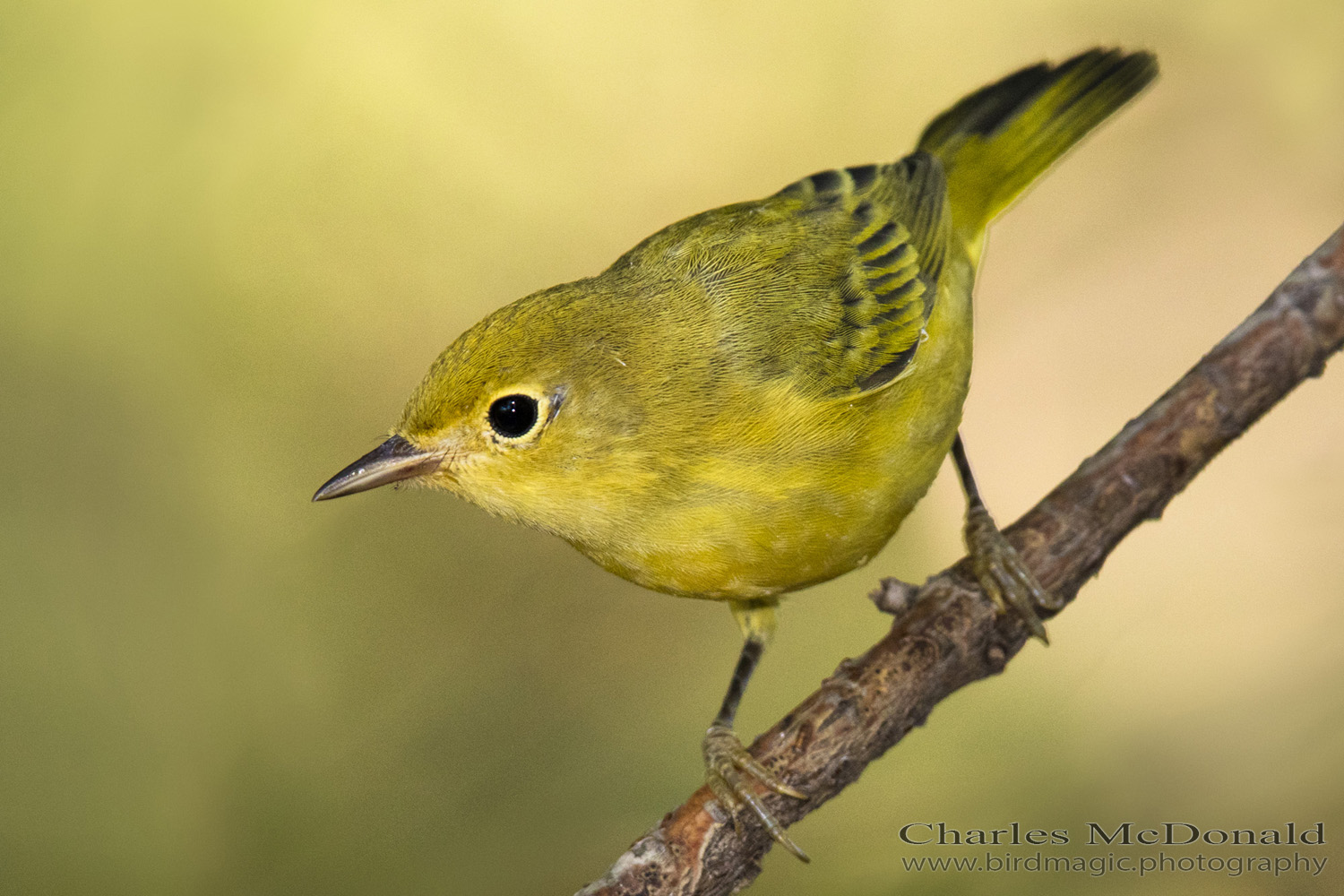 Yellow Warbler