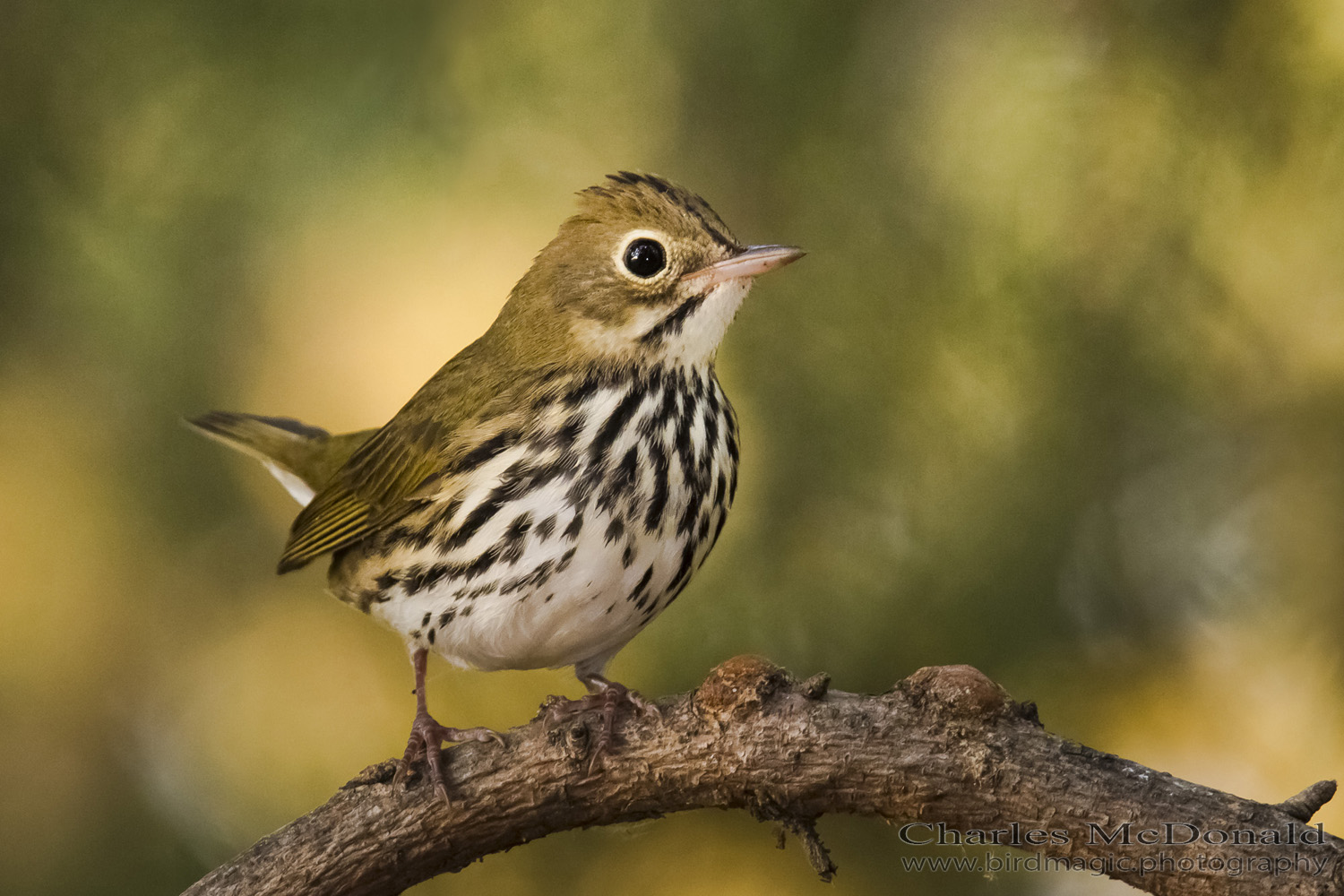 Ovenbird