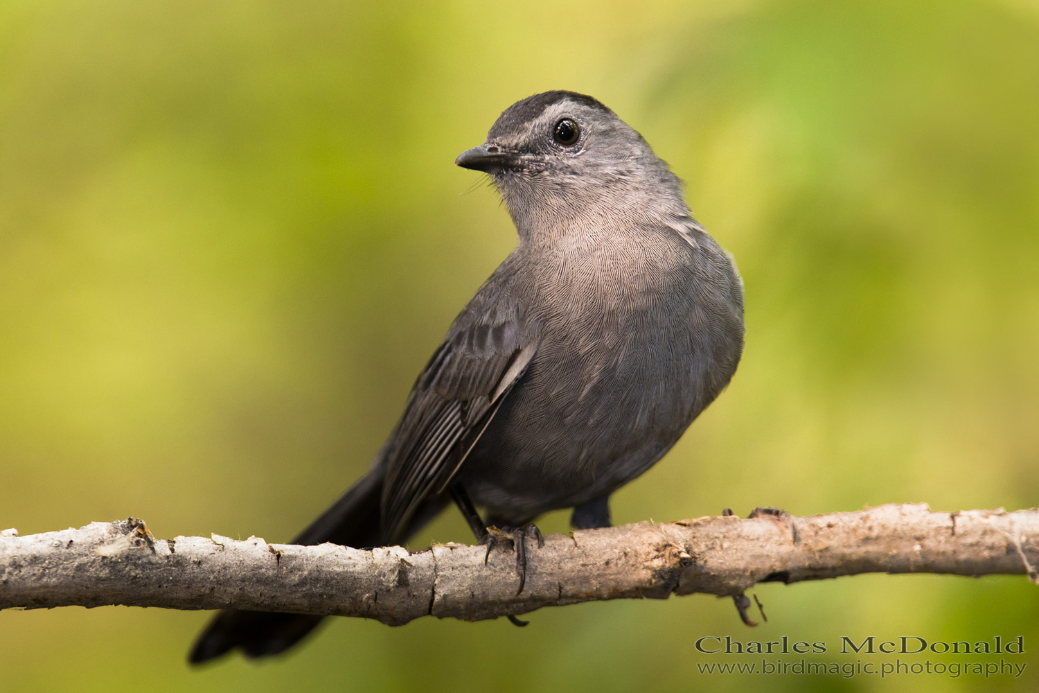 Gray Catbird