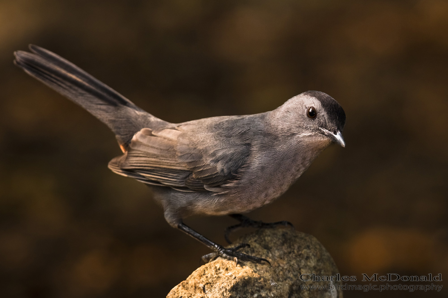 Gray Catbird