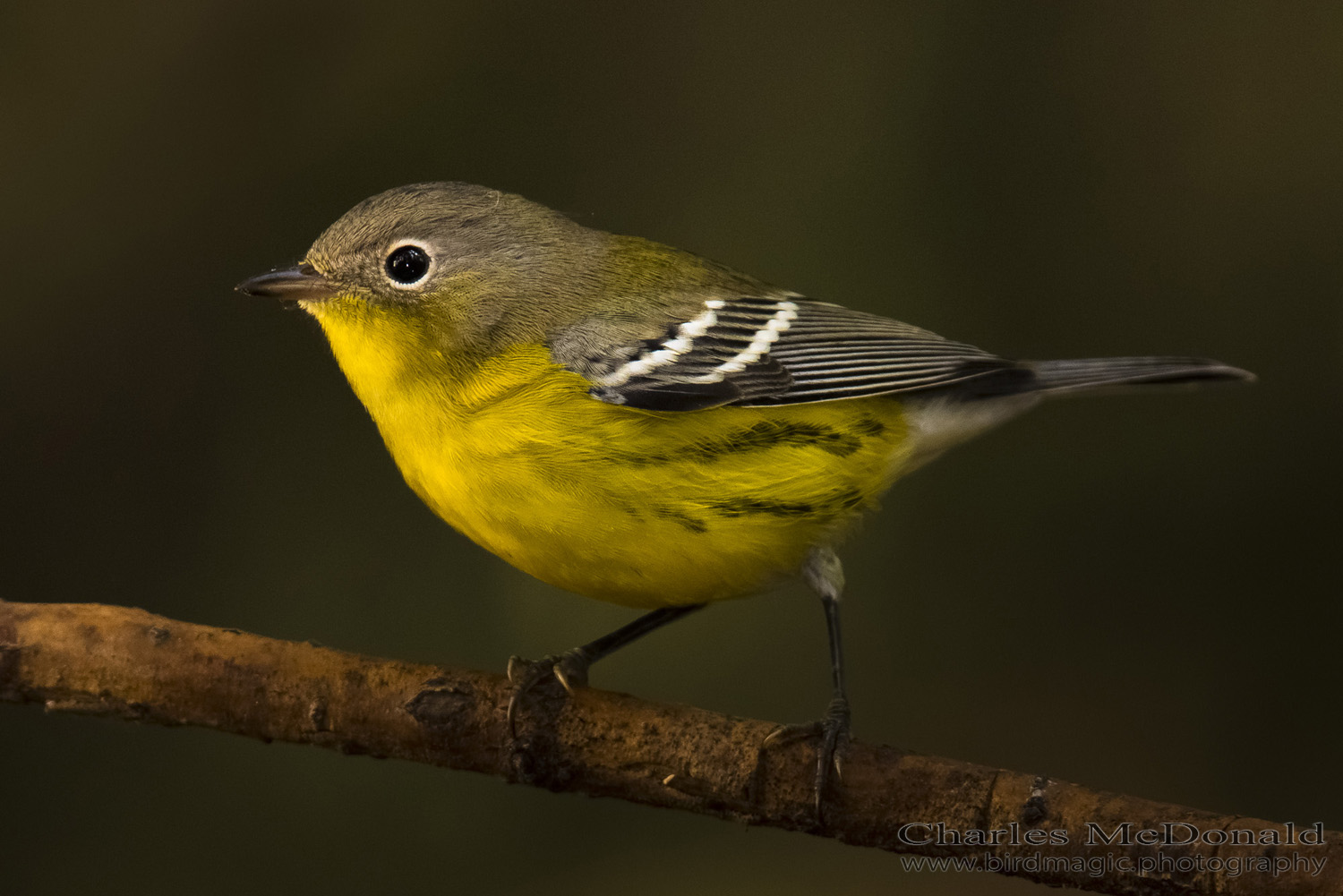 Magnolia Warbler