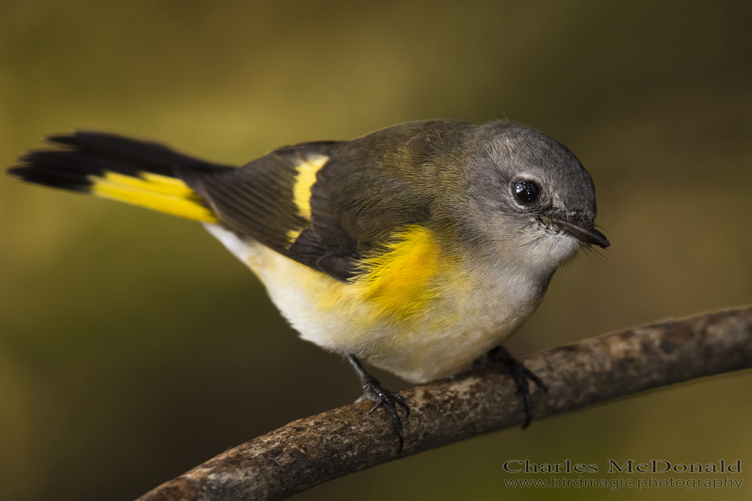 American Redstart