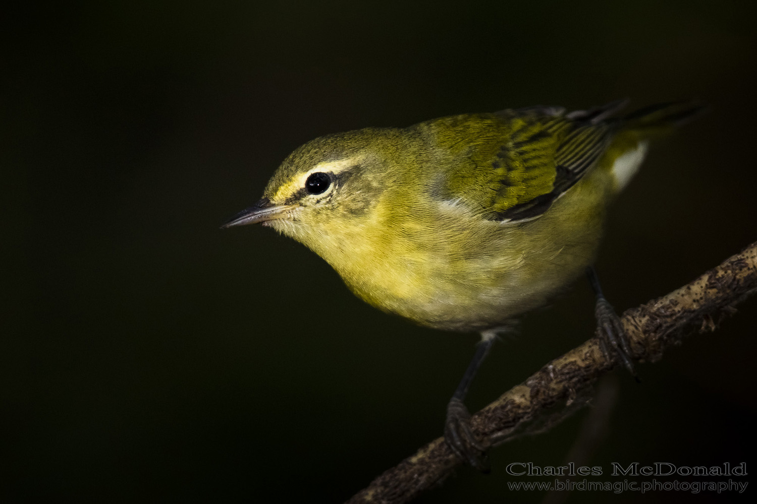 Tennessee Warbler