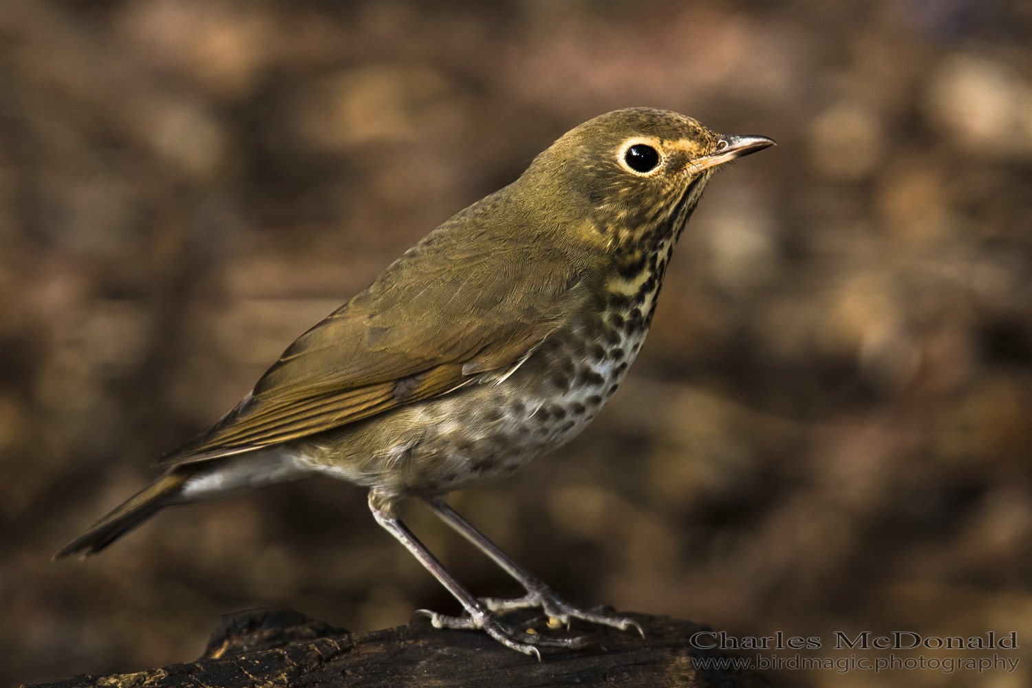 Swainson's Thrush