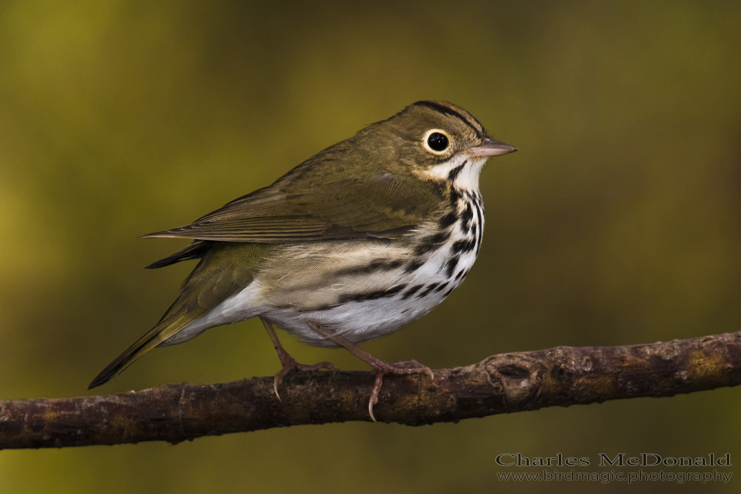 Ovenbird