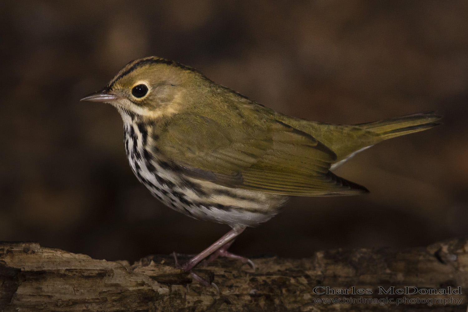 Ovenbird