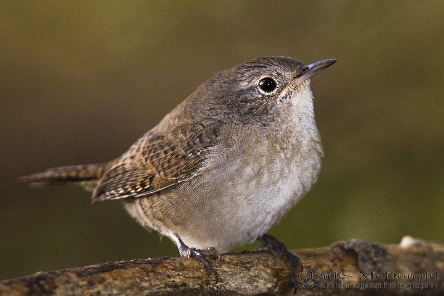 House Wren