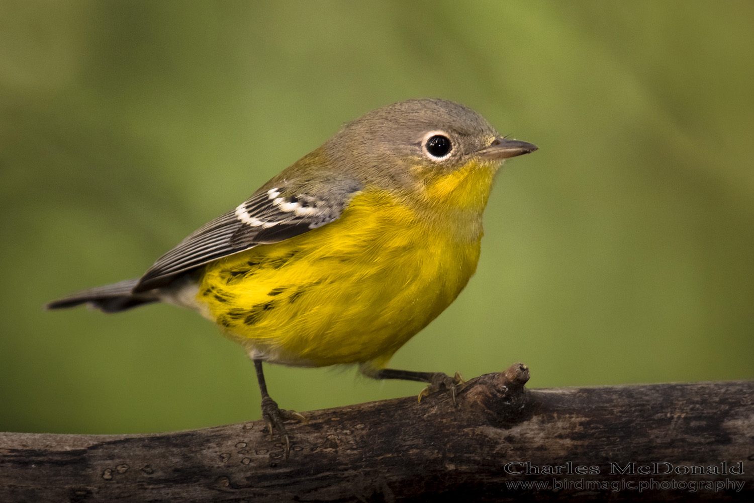 Magnolia Warbler