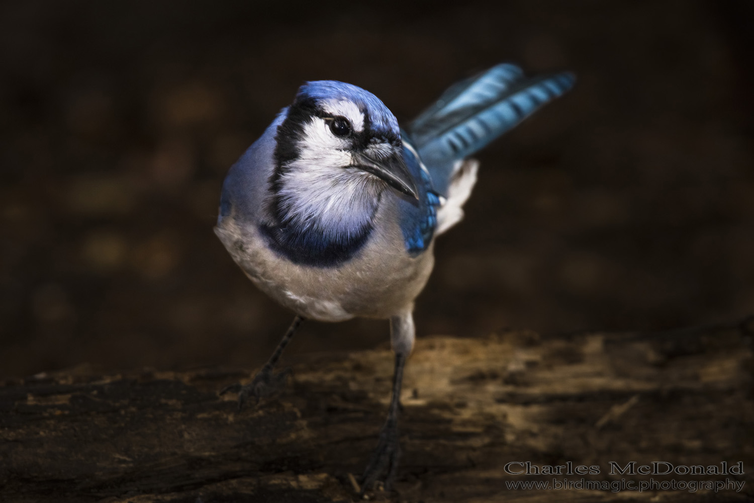 Blue Jay