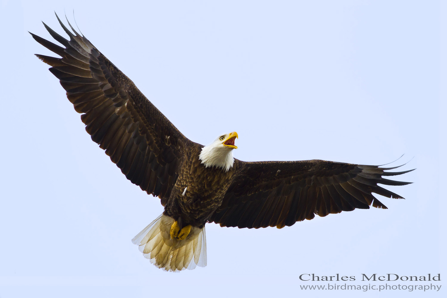 Bald Eagle