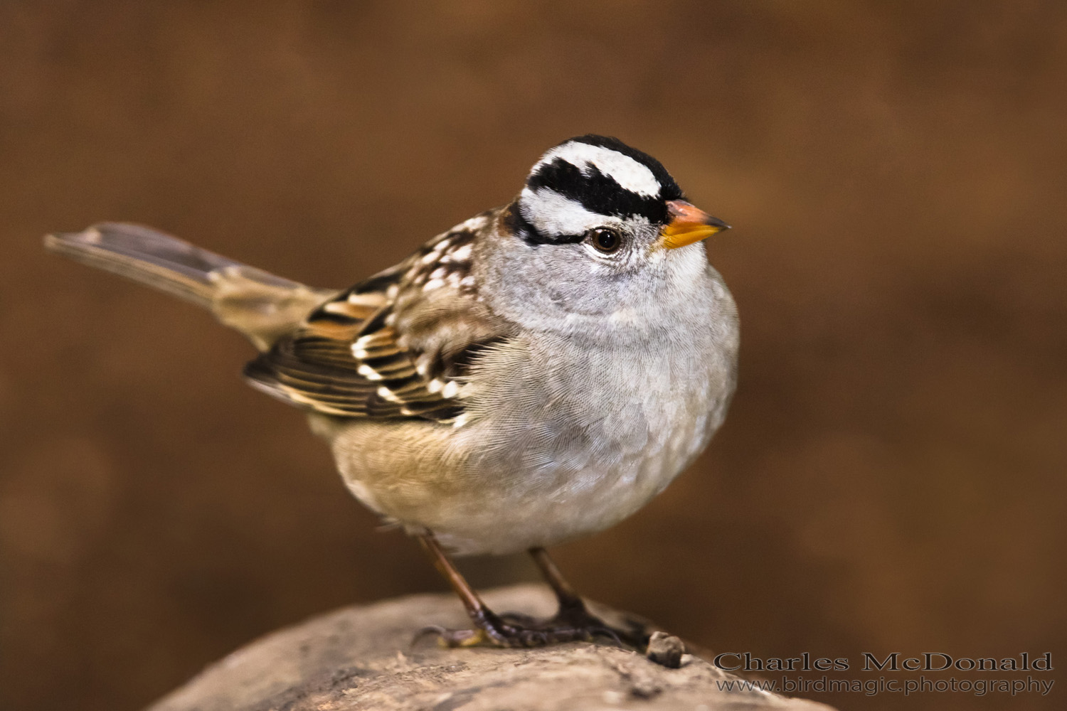 White-crowned Sparrow