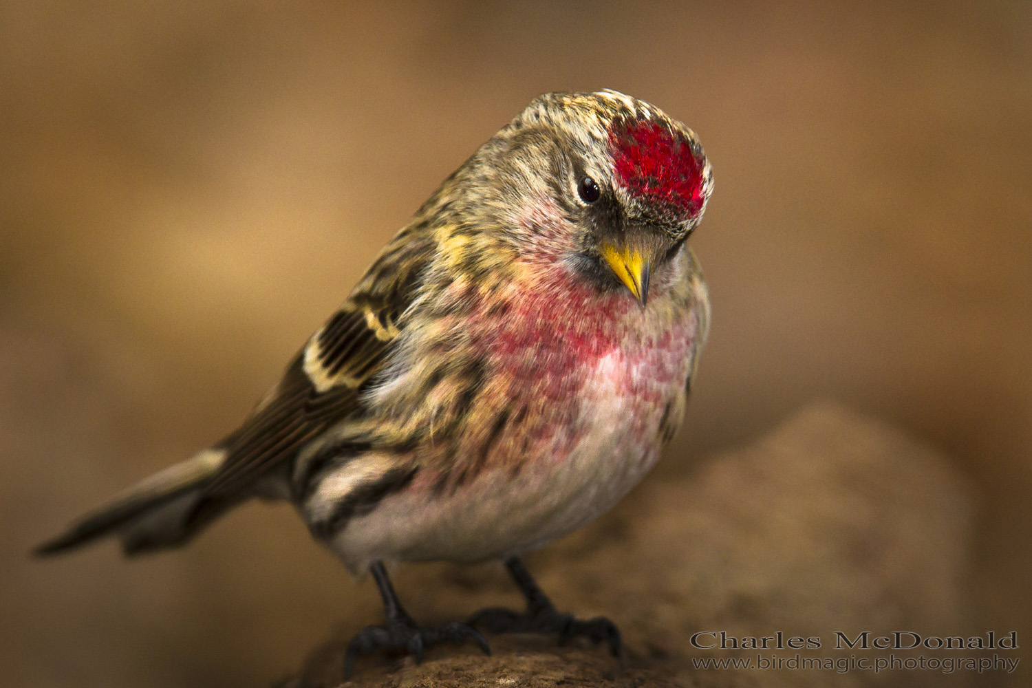 Common Redpoll