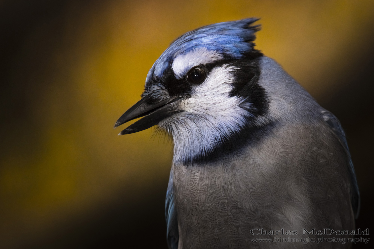 Blue Jay