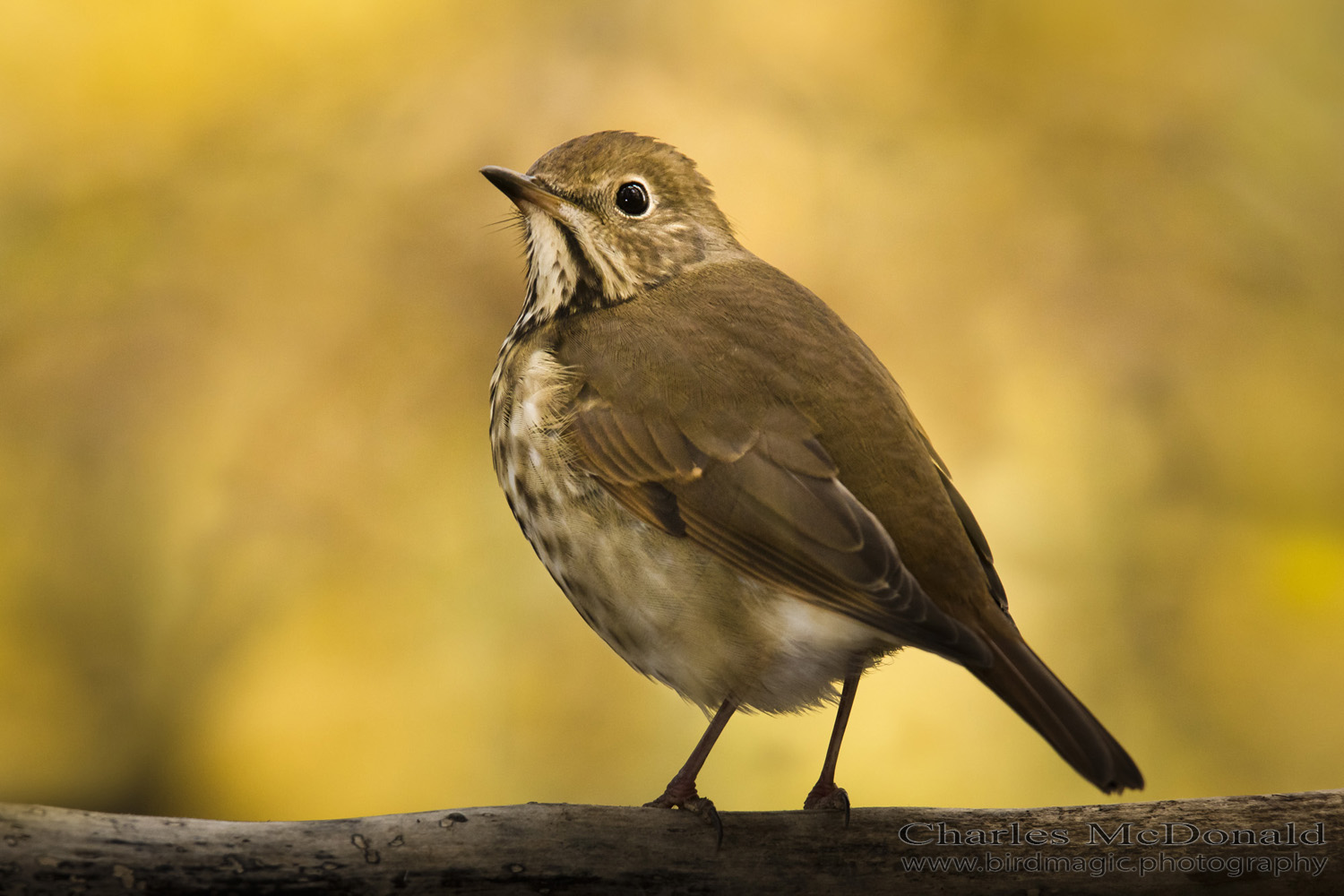 Hermit Thrush