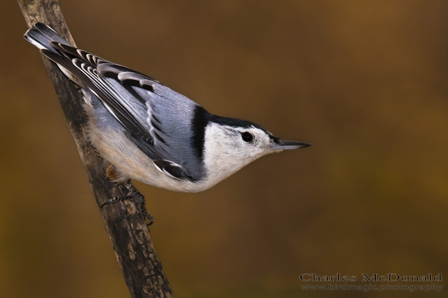 White-breasted Nuthatch