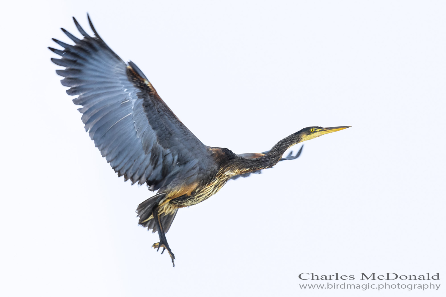 Great Blue Heron