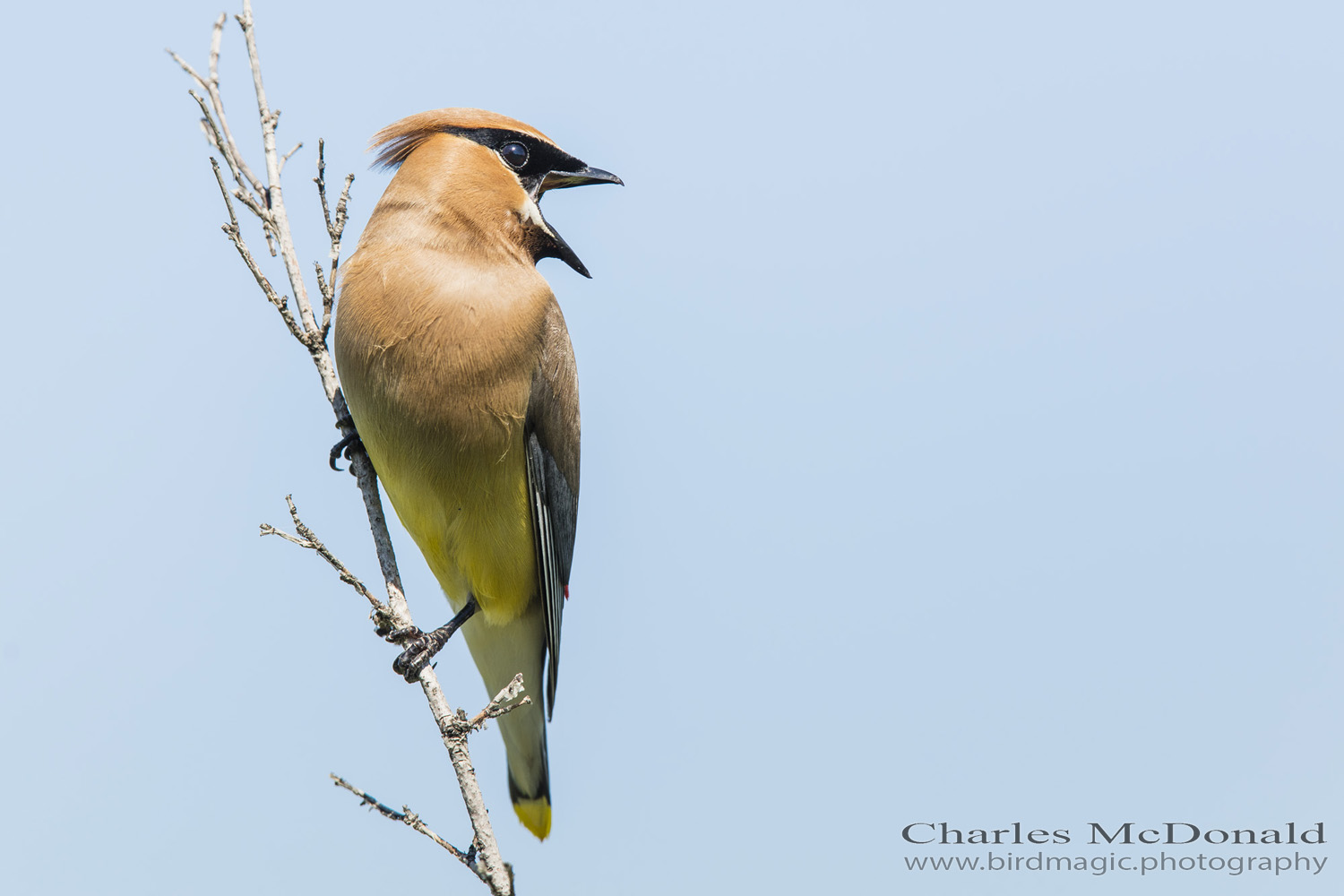 Cedar Waxwing