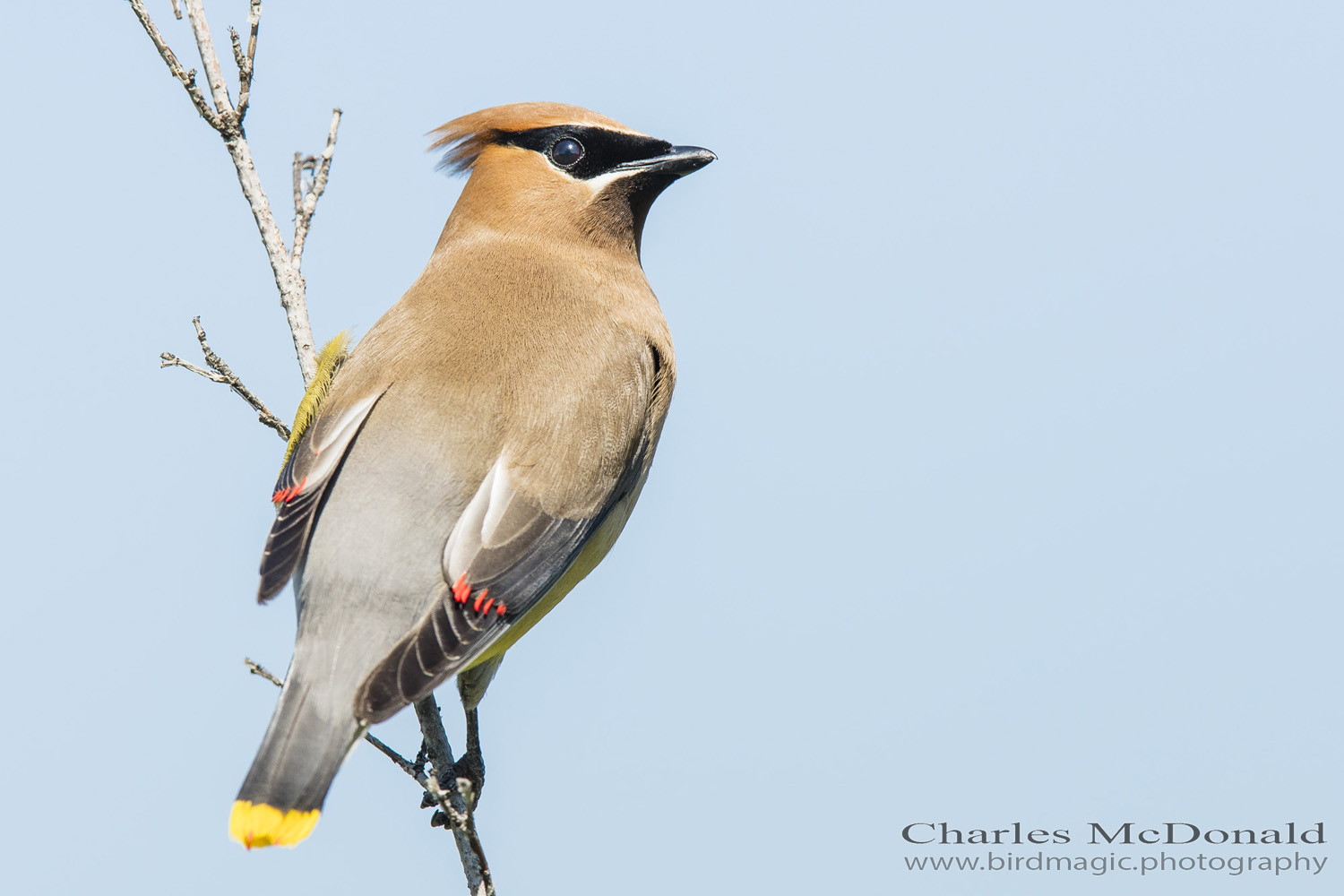 Cedar Waxwing