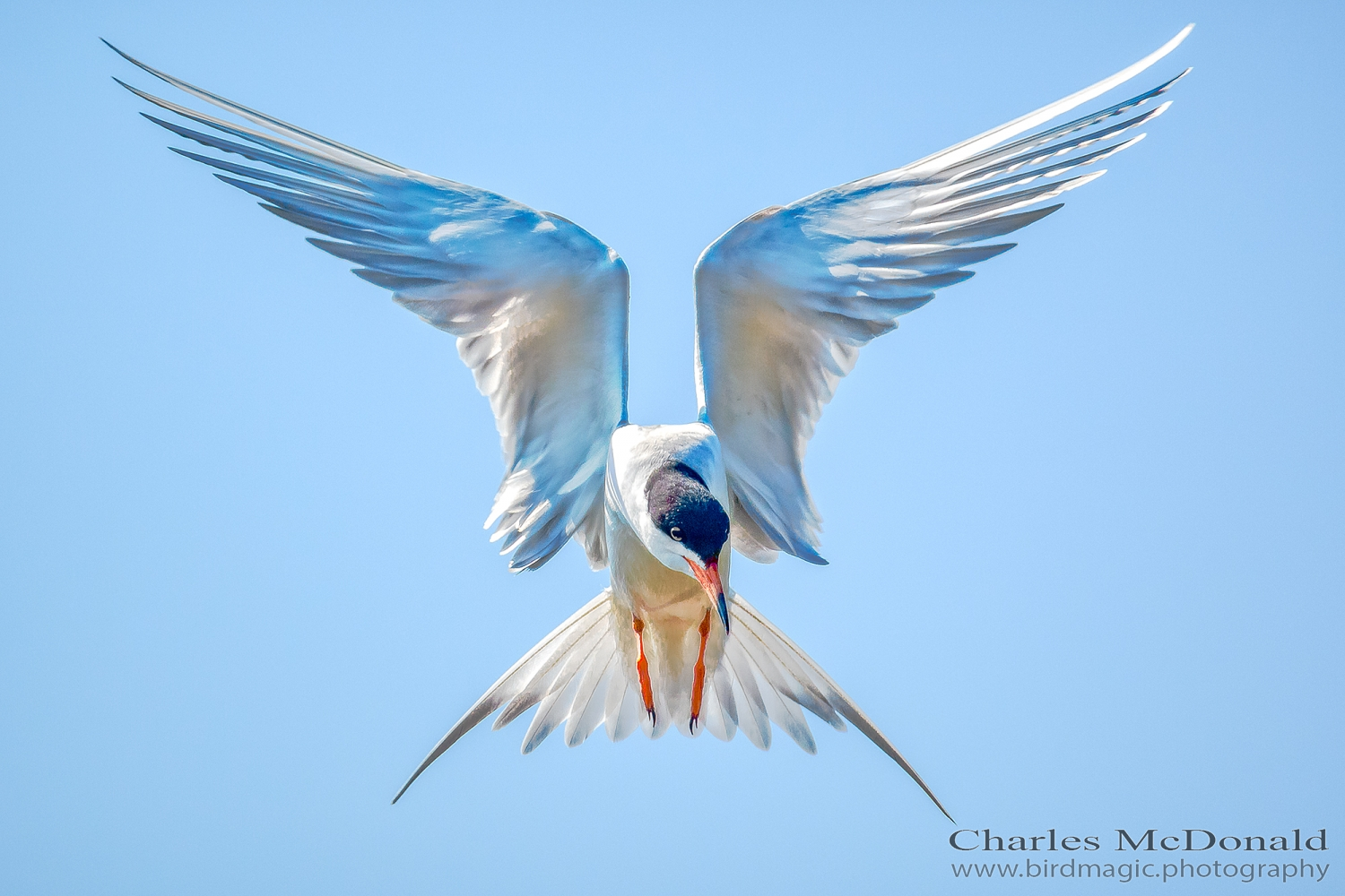 Common Tern