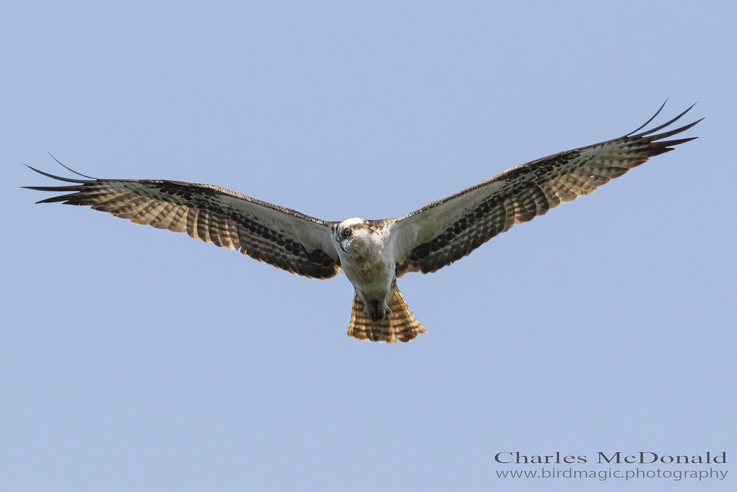 Osprey