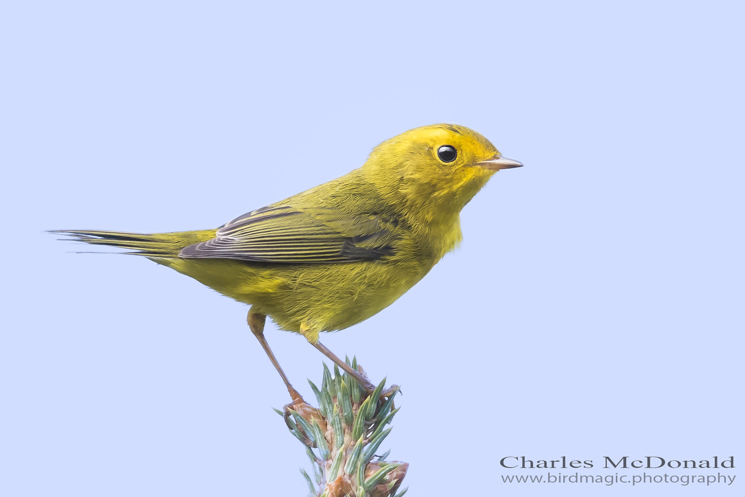 Wilson's Warbler