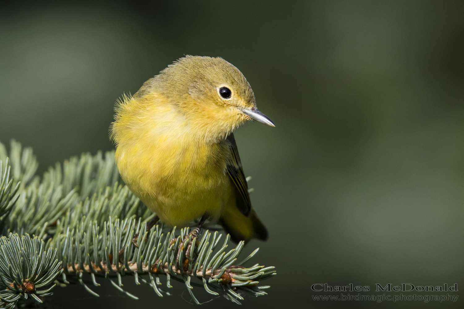 Yellow Warbler