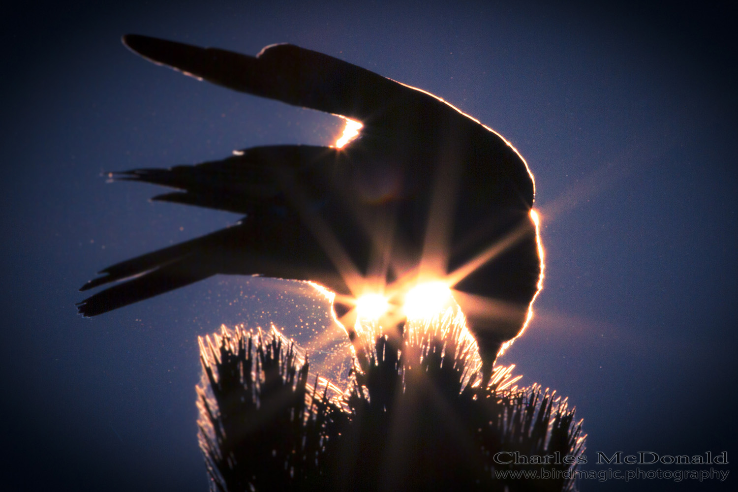 American Crow