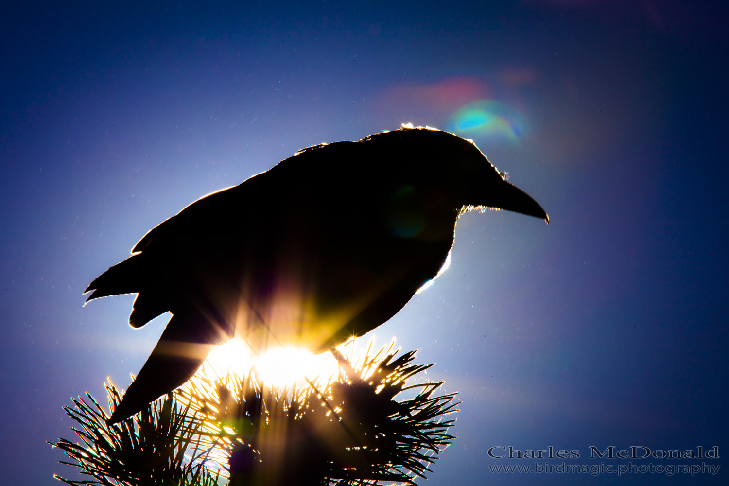 American Crow