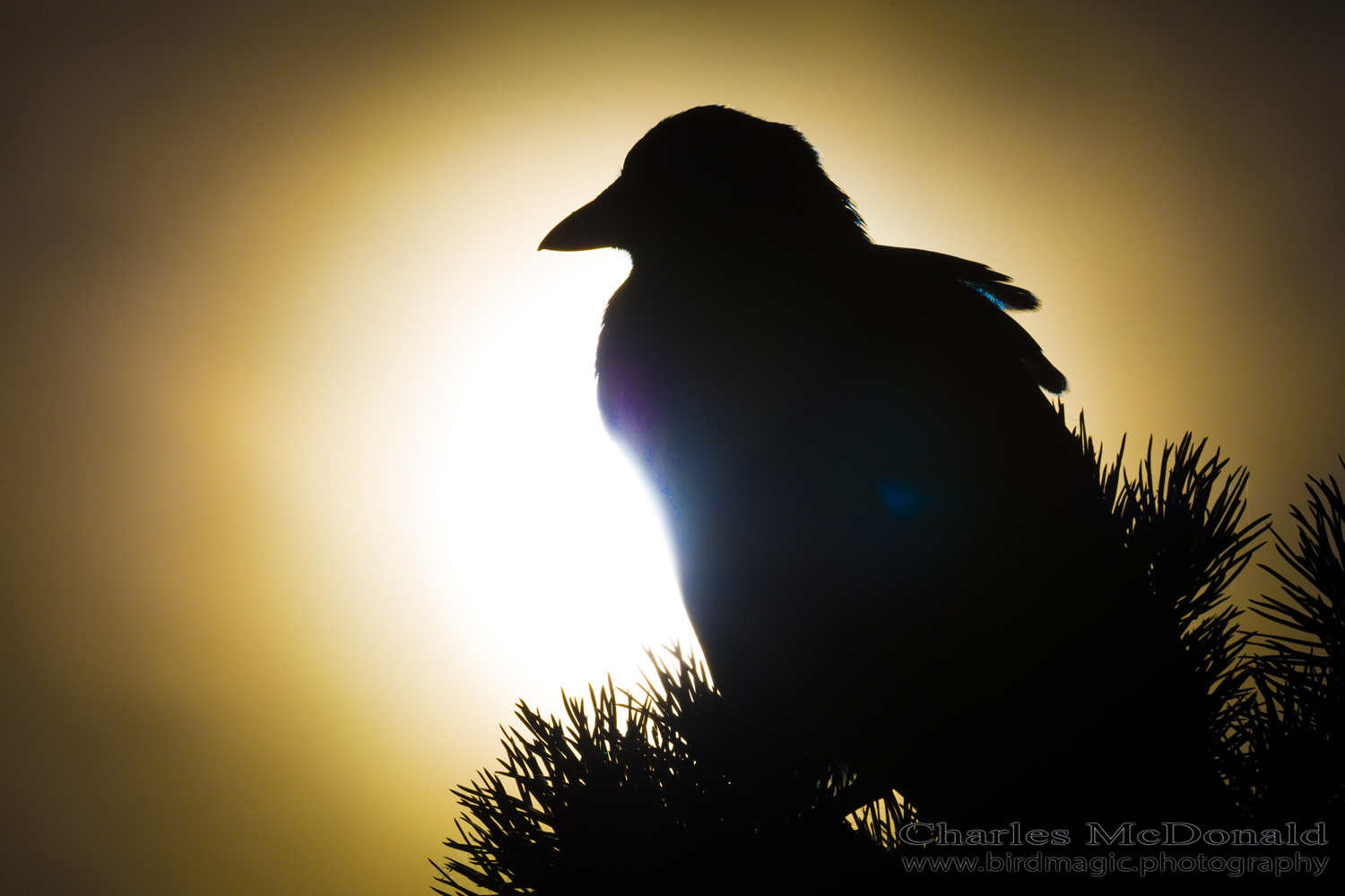 American Crow