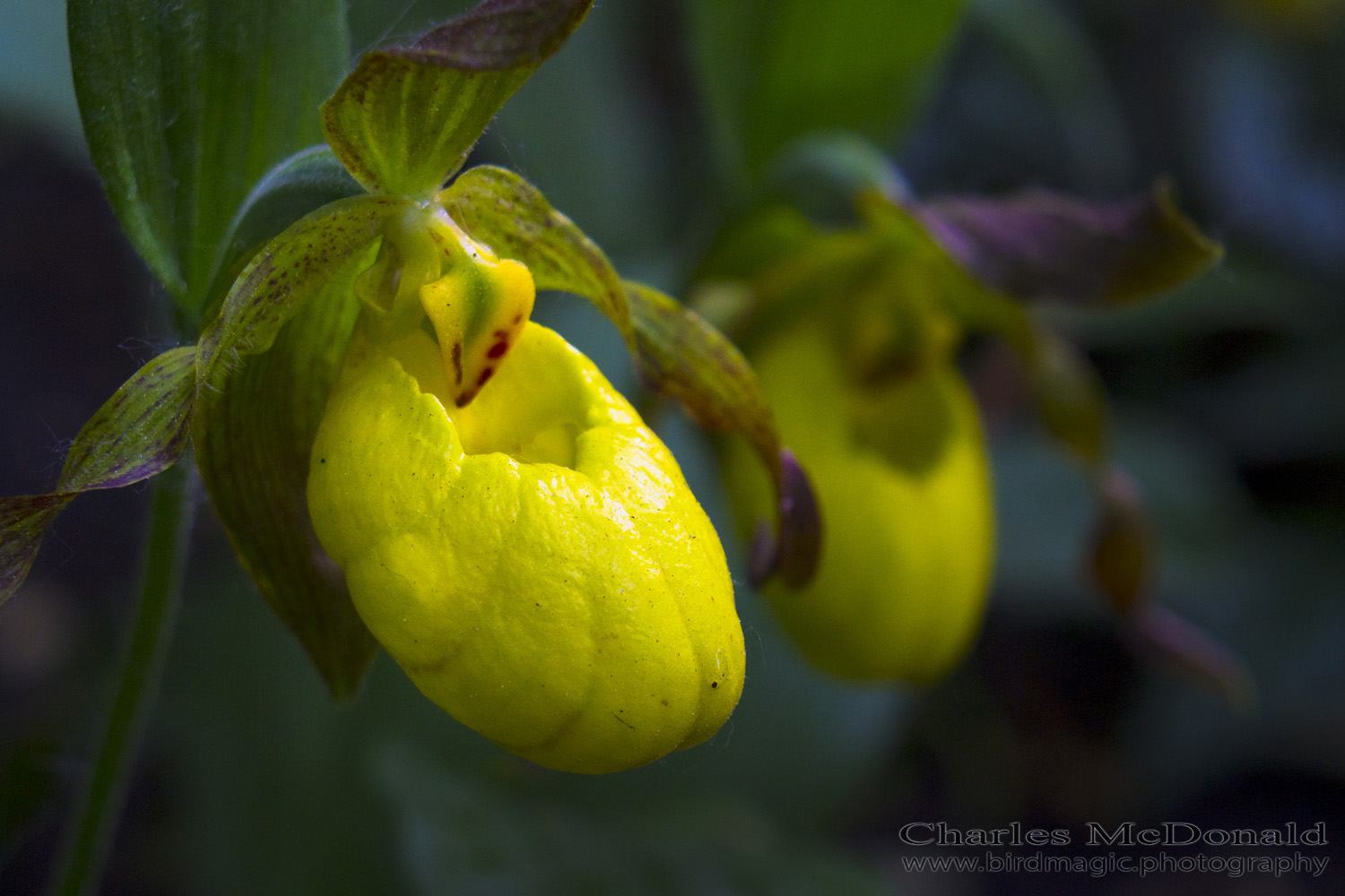 Yellow Lady's Slipper