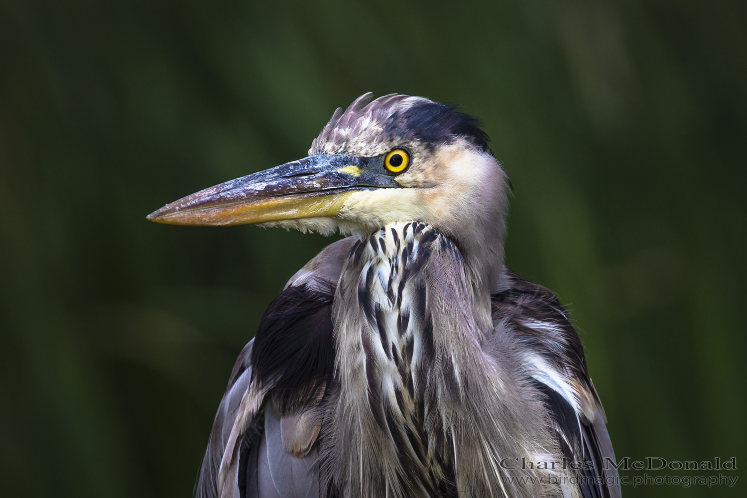 Great Blue Heron