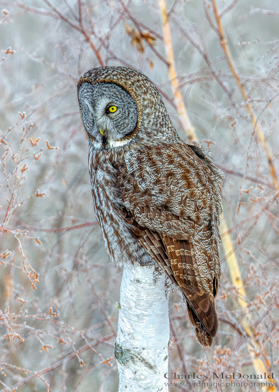 Great Gray Owl