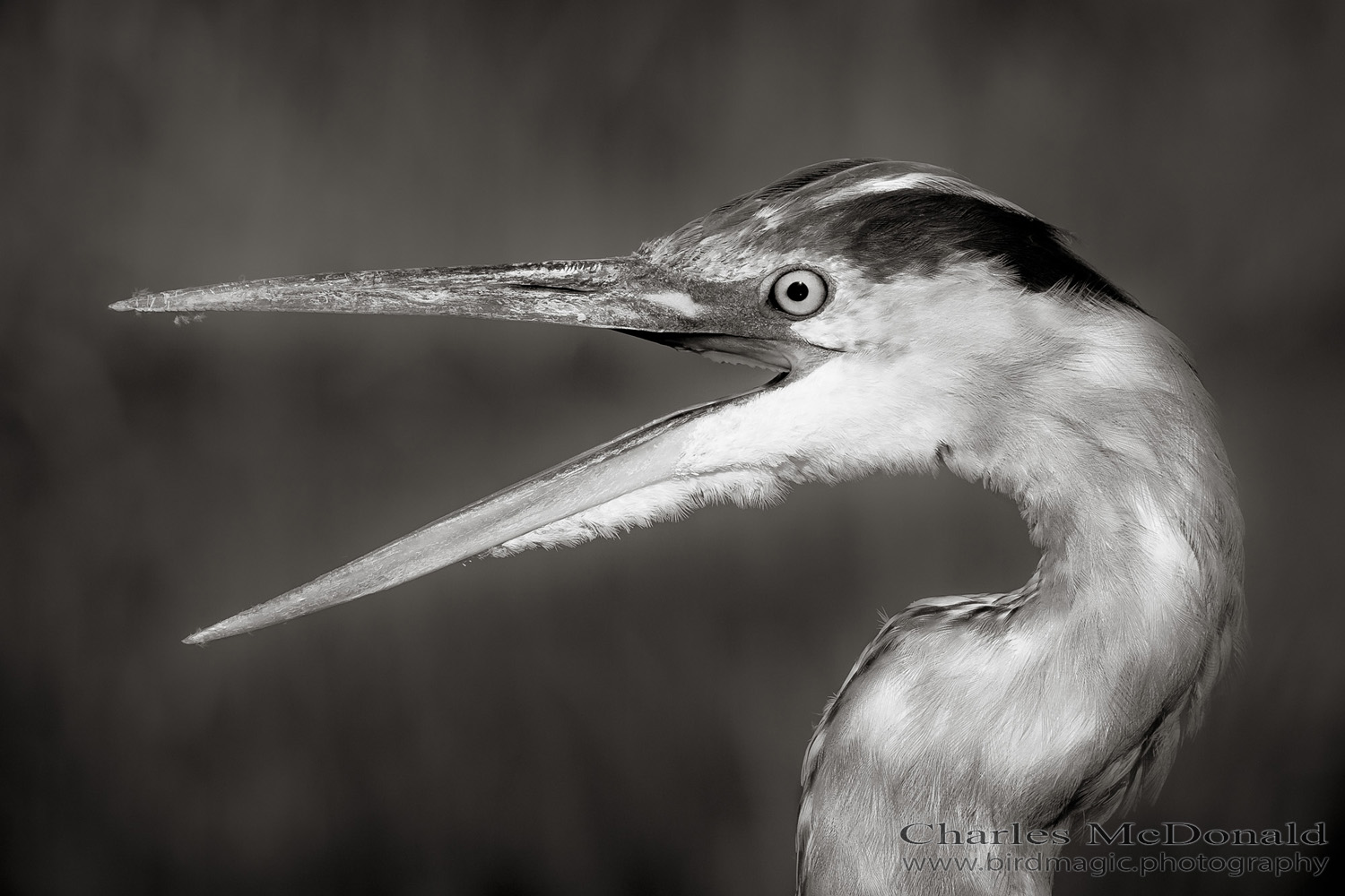 Great Blue Heron