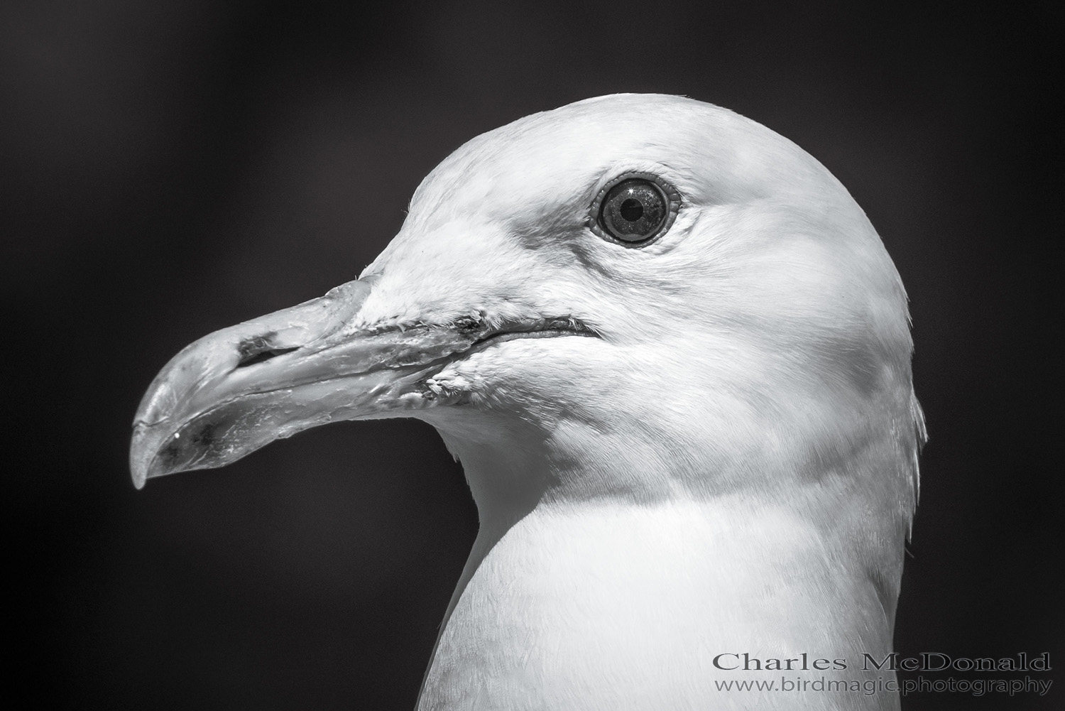 California Gull