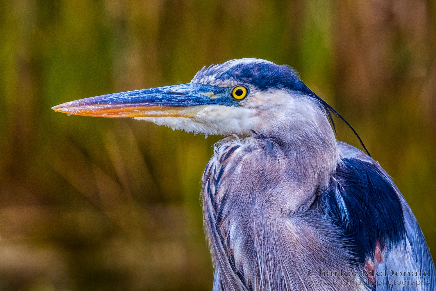 Great Blue Heron