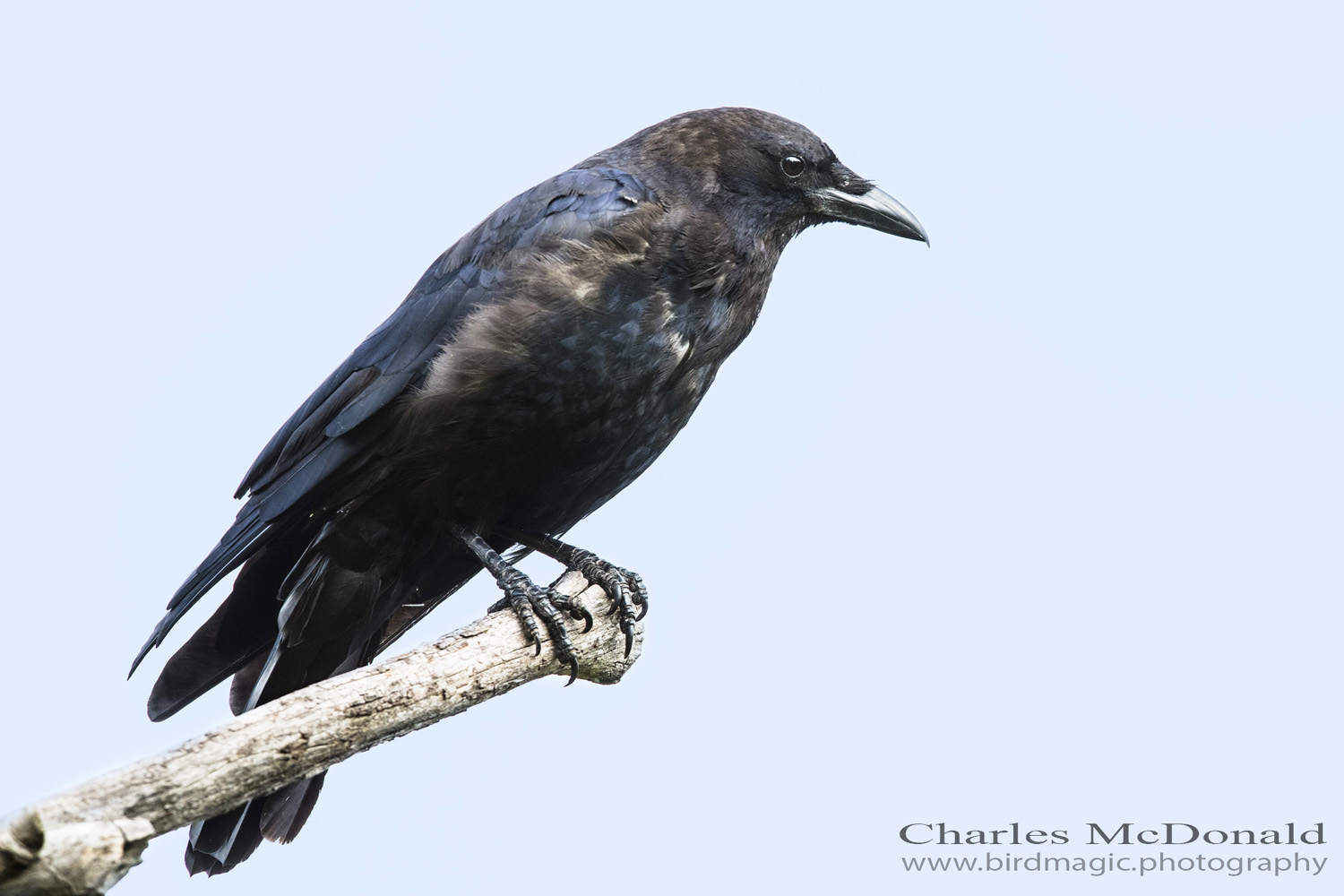 American Crow