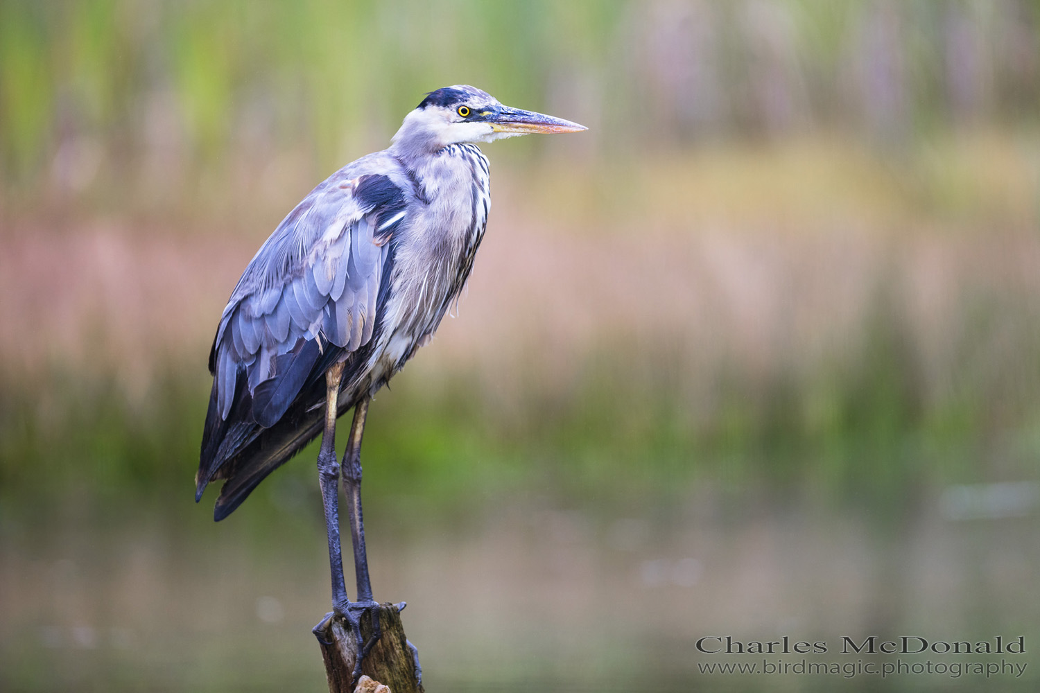 Great Blue Heron