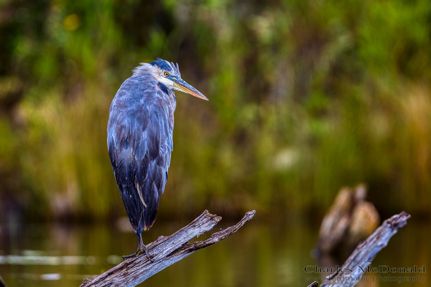 Great Blue Heron