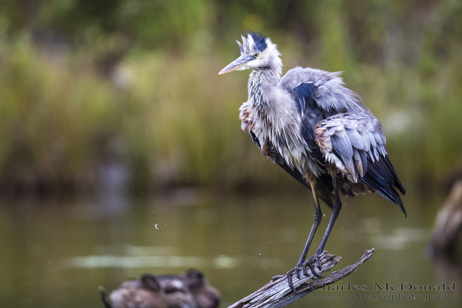 Great Blue Heron