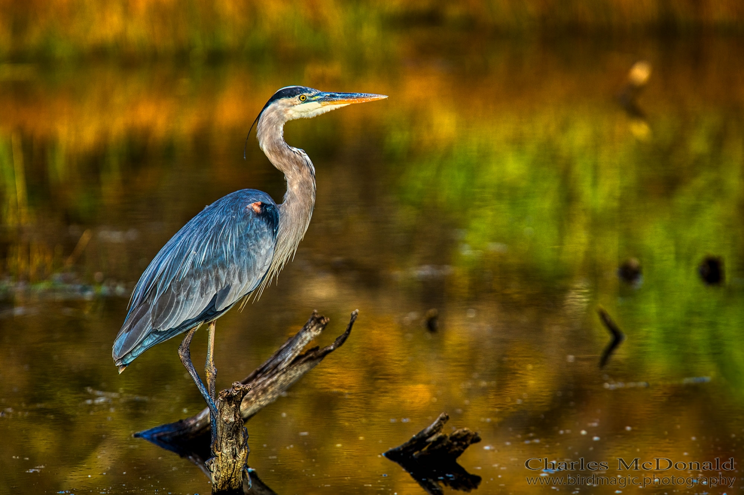 Great Blue Heron