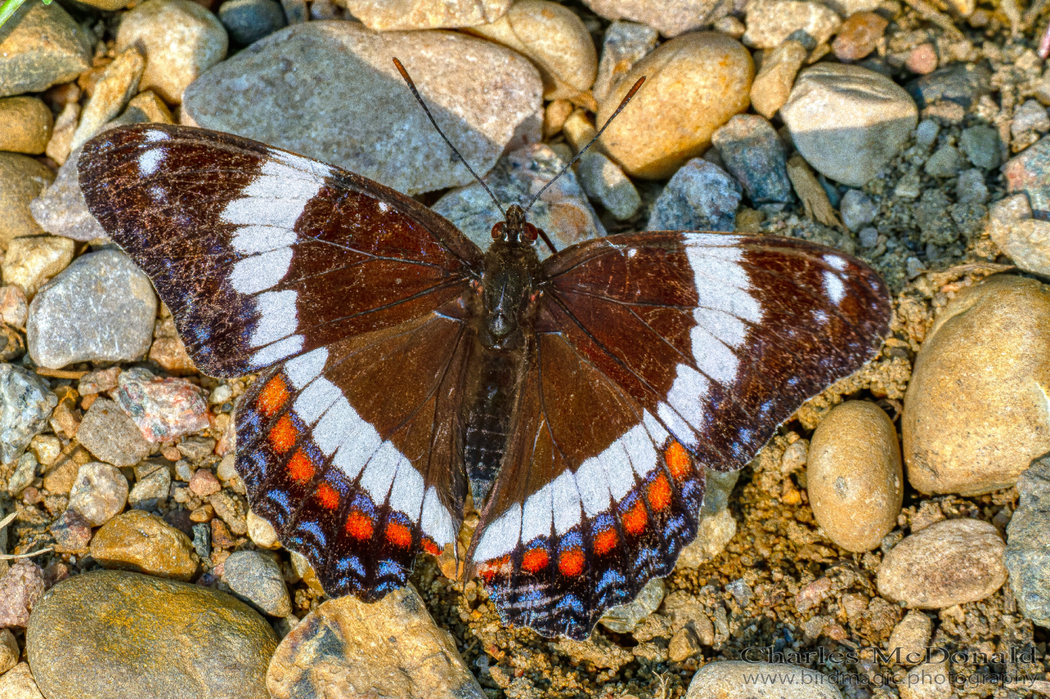 Limenitis arthermis