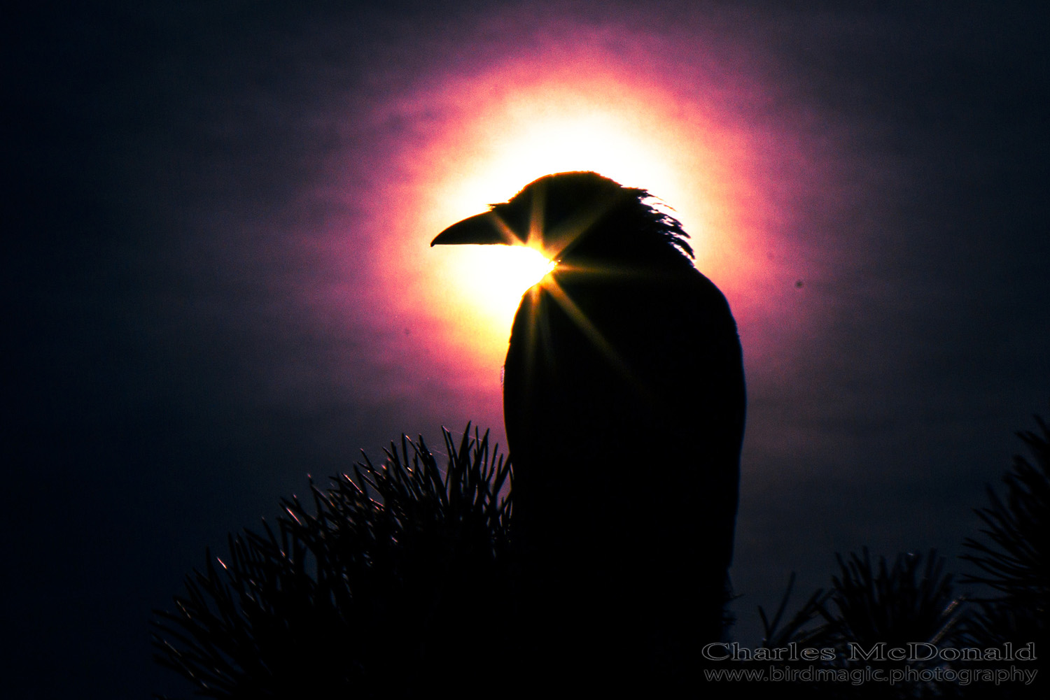 American Crow