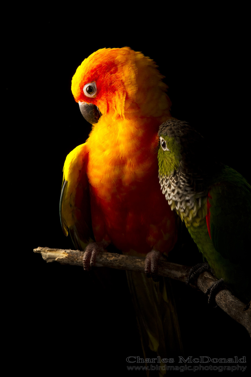 Sun and Black-capped Parakeets