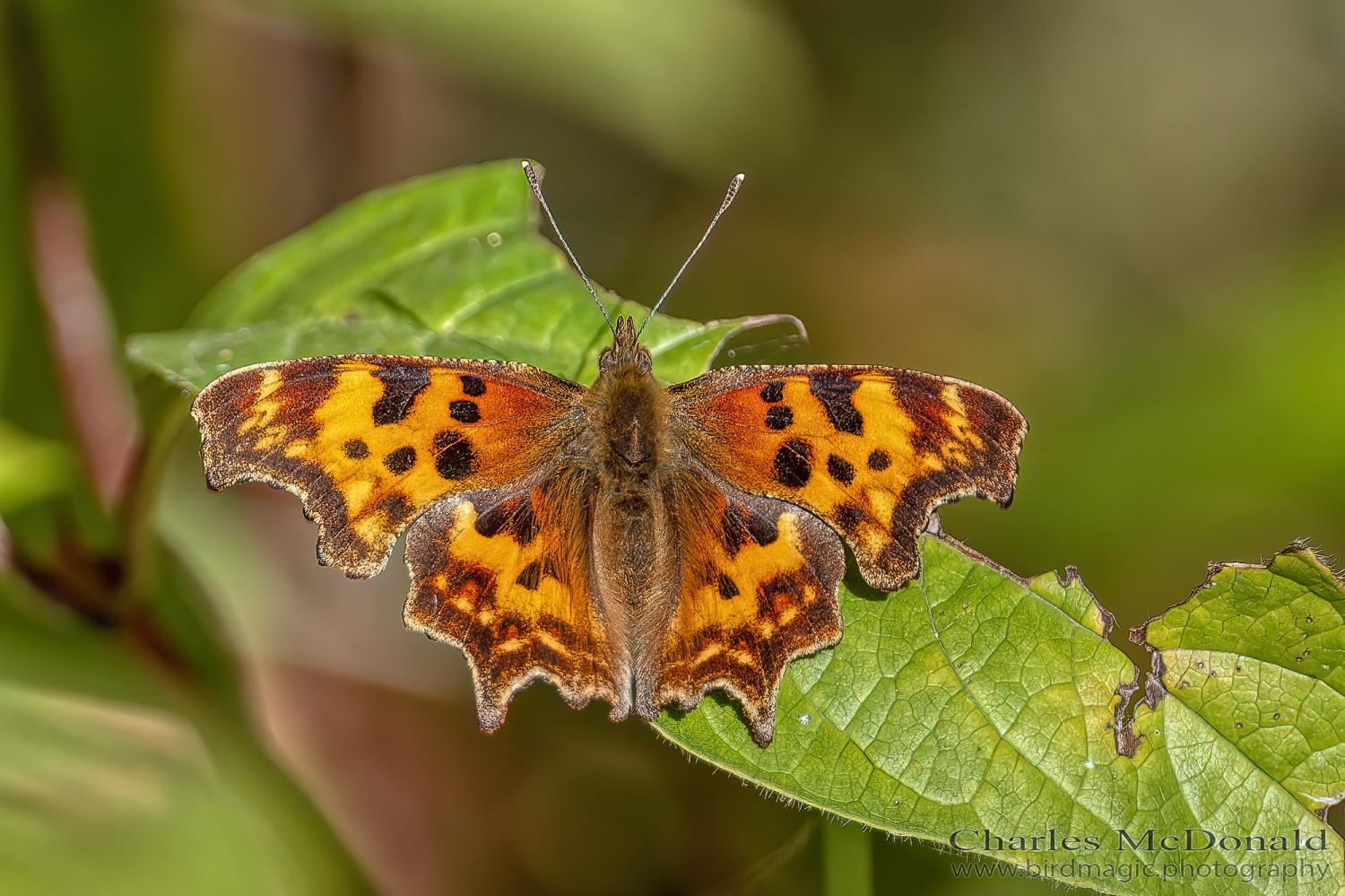 Satyr comma