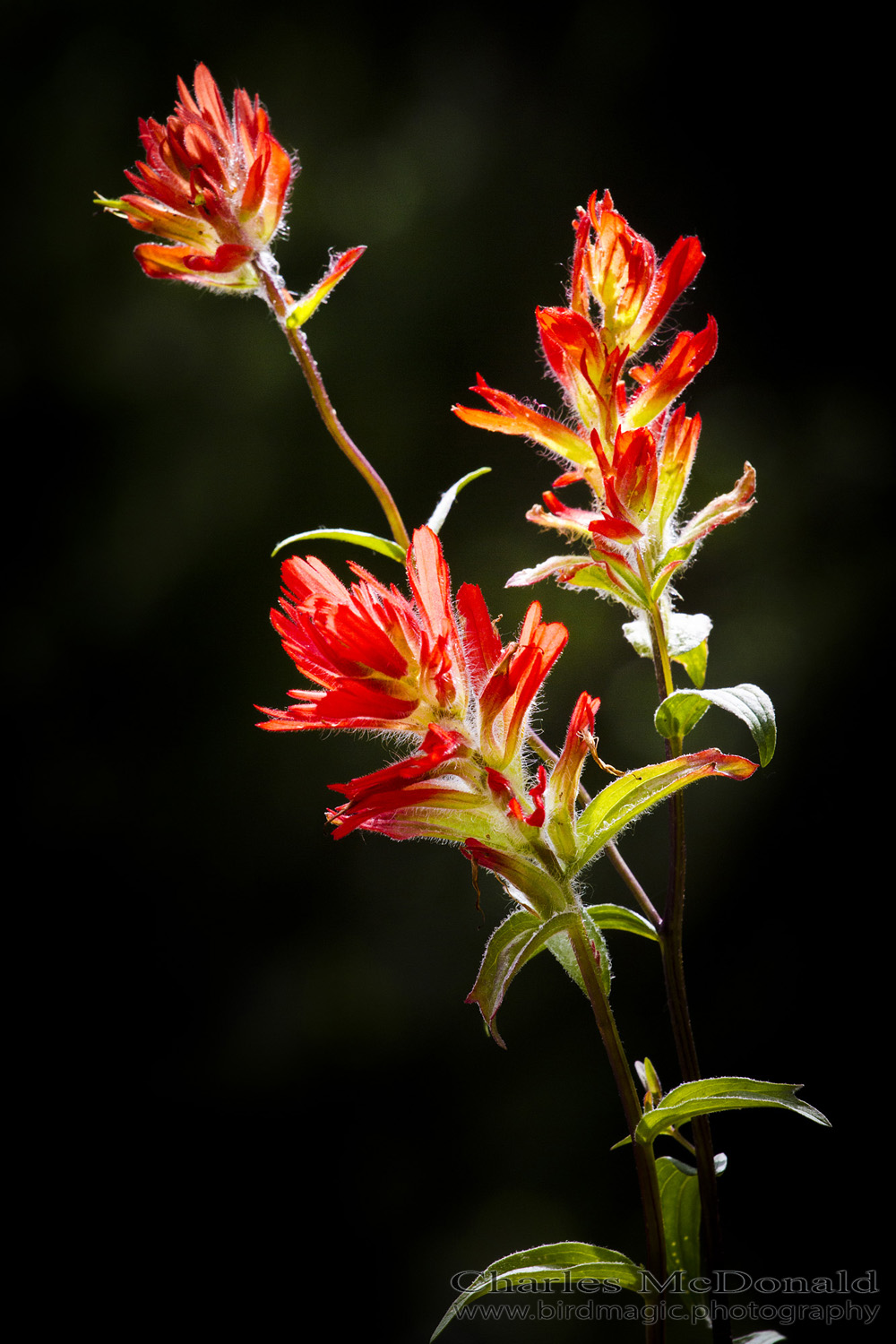 Indian Paintbrush