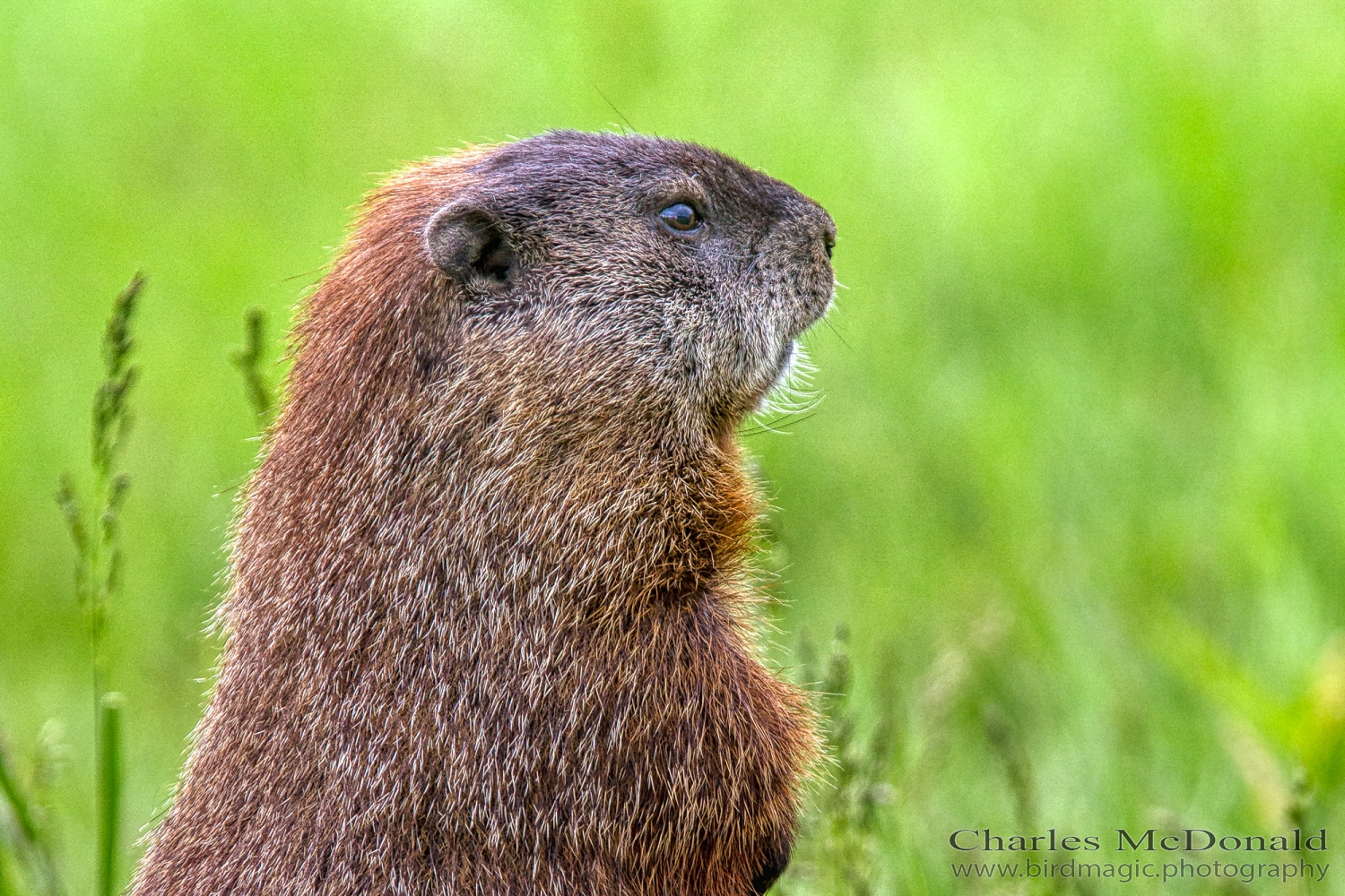 Woodchuck